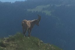 Bergklub: Dent de Lyss (2014 m.ü.M.)