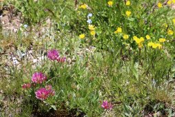 Bergklub: Muottas Muragl (2456 m.ü.M.)